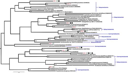 Phylogenetic reconstruction of the nirS gene including the OTUs recovered from the study and their closest cultured and uncultured NCBI matches. The shapes beside the OTU names indicate OTUs that were present in at least two of the three replicates from each soil type. Light shapes denote that the OTU was present in the top 5 cm of the soils, while dark shapes denote deeper soils. Circles denote OTUs that were present in trough soils, while squares denote polygon interior soils. The numbers at branch nodes denote portion of replicate trees in which the taxa clustered together in the bootstrap test (1000 replicates); only bootstrap values over 0.5 are shown. The tree is unrooted.
