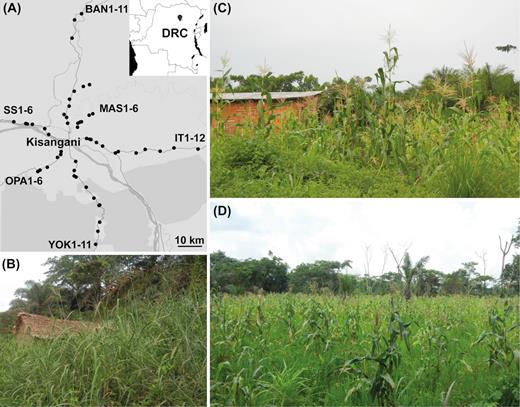 Sampling locations and typical smallholder field plots in Kisangani, DRC. (A) Map showing the 52 agricultural sites that were sampled in this study, starting from the city center of Kisangani and running north to the city of Banalia (samples BAN1-11), northeast to the village of Masako (MAS1-6), east to Ituri province (IT1-12), south through the Yoko forest reserve (YOK1-11), southwest to the city of Opala (OPA1-6) and west through the village of Simi-Simi (SS1-6). (B)Panicum plants in a weed-infested area adjacent to the field. (C) Small garden-like plot installed close to the homestead (near the side of the road) that has not been subjected to a controlled fire (MAS1). (D) Larger site situated deeper inside the forest and managed by slash-and-burn (IT12). In addition to the variety of subsistence crops (Table S1, Supporting Information), perennials like banana, pineapple and oil palm were occasionally located in and around the field. Furthermore, stumps and trunk pieces of cleared trees were also part of the agricultural scene in the (secondary) tropical forest. Map created using R package leaflet (Cheng, Karambelkar and Xie 2018) and maps from © OpenStreetMap.