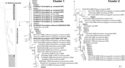 Serendipitaceae phylogeny with emphasis on the distribution of the most dominant sebacinoid OTUs associated with maize and Panicum roots from agricultural sites in the Congo Basin and their relationships with publicly available reference sequences. Tree topology was inferred from 170 sequences spanning the ITS2 rRNA gene region by a ML approach using the TVM+I+G substitution model; Auricularia auricula-judae (DQ520099) was chosen as outgroup. Labels include accession numbers from GenBank (NCBI), interaction types, host plants or other environmental sources (soil) and geographic origin. The sebacinoid OTUs from this study are designated as ‘SEB’ (underlined) and sequences derived from identified fungal specimens or strains are indicated in bold. SH-aLRT branch supports (≥ 0.70) are displayed at the nodes. All but one of the 12 most commonly retrieved Congolese OTUs, marked here with an asterisk (Table S5, Supporting Information), are grouped into two well-supported clades, designated as ‘cluster 1’ and ‘cluster 2’. The OTUs that were putatively identified as ‘Piriformospora’ spp. could be allocated to the first cluster, which contains the reference species Serendipita ( = Piriformospora) indica and S. ( = P.) williamsii, as well as members of the Congolese S. ‘williamsii’ species complex. Phylogenetic placement of all 34 recovered OTUs within the Serendipitaceae family is shown in the full tree available in Fig. S3 (Supporting Information). Association types: ECM, ectomycorrhiza; END, endophyte; ORM, orchid mycorrhiza. Country codes: AUT, Austria; BRA, Brazil; CHN, China; DRC, Democratic Republic of Congo; GBR, Great Britain; GER, Germany; IND, India; ITA, Italy; PRT, Puerto Rico; REU, Reunion Island (France); RSA, Republic of South Africa; and USA, United States of America.