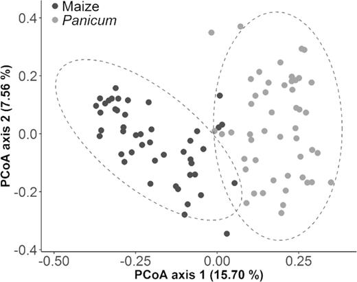 PCoA ordination (first two dimensions) based on Bray–Curtis dissimilarities of Hellinger-transformed OTU abundance data from 46 maize root systems (dark-colored dots) and 49 Panicum root samples (light-colored), collected in agricultural fields and adjacent weed-infested areas, respectively. Distinct patterns of fungal community composition are observed according to the sampled plant type. Simper analysis revealed an overall Bray–Curtis dissimilarity between plant groups of 81% with the 75 most discriminative OTUs collectively accounting for 20% of this observed dissimilarity. The majority of these top contributors are also included in the list of the 75 most abundant OTUs and contain several important indicator species of each host (IndVal > 0.800) (Table S3, Supporting Information). Dashed lines represent 95% confidence ellipses.