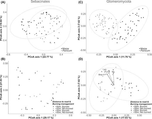PCoA ordination of sebacinoid and glomeromycotan (AMF) communities (based on Hellinger-transformed OTU abundances) showing the effects of sampled plant type and management or location related factors. (A, C) Ordination configuration of all samples demonstrating a separation of the symbiotic communities according to plant host (maize versus Panicum), which is more pronounced in case of AMF. (B, D) PCoA diagram of maize samples only, displaying the influence of burning management (colors) and field location relative to the forest (distanced more or less than 50 m from road; symbols). Whereas the 12 considered Sebacinales OTUs are not significantly clustered by the grouping variables or correlated with specific soil variables (B), a moderate clustering is observed among the 362 AMF OTUs and their composition seems to be linked with the soil vectors pH, C/N ratio, Bray-II P and Mg (D). Dashed lines represent 95% confidence ellipses based on sampled plant host (A, C) or the two burning treatments (B, D).