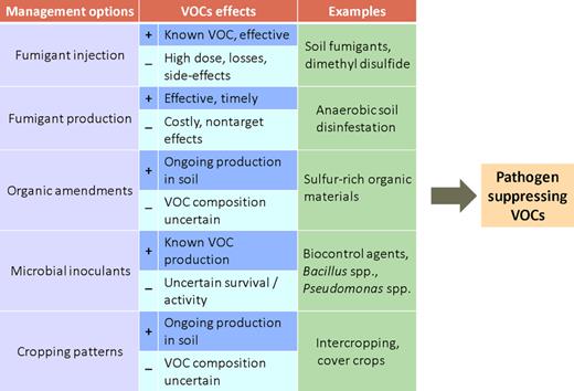 Different management options to use pathogen-suppressing mVOCs for disease control in agriculture.