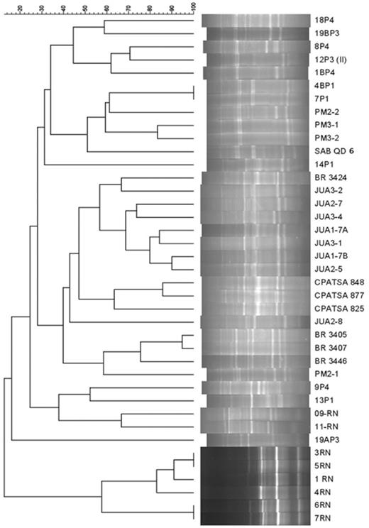 Dendrogram of similarity based on BOX-PCR profiles of 39 rhizobia isolated from nodules of M. caesalpiniifolia Benth. from the Northeast and Southeast regions of Brazil. The dendrogram was built with the Dice index and the UPGMA method. The codes of isolates according to their origin are SAB and P1 (Seropédica, Rio de Janeiro), P3 (Itaguaí, Rio de Janeiro), PM and P4 (Mangaratiba, Rio de Janeiro) in the Southeast, and JUA (Juazeiro, Bahia), CPATSA (Petrolina, Pernambuco) and RN (Natal, Rio Grande do Norte) in the Northeast.