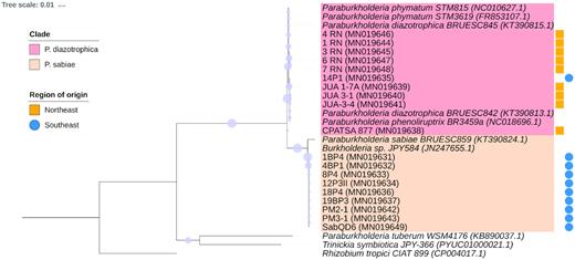Phylogenetic tree based on sequences of the nodC gene of rhizobia isolated from nodules of M. caesalpiniifolia Benth. from the Northeast and Southeast regions of Brazil. A maximum-likelihood method with 1000 bootstrap replicates was used to build this tree. The substitution model was the Tamura 3-parameter (1992). The scale bar represents changes per nucleotide. Purple circles represent bootstrap values and the diameter of the circle is proportional to calculated value. Blue circles and yellow squares show the origin of the isolates. The codes of isolates according to their origin are SAB and P1 (Seropédica, Rio de Janeiro), P3 (Itaguaí, Rio de Janeiro), PM and P4 (Mangaratiba, Rio de Janeiro) in the Southeast, and JUA (Juazeiro, Bahia), CPATSA (Petrolina, Pernambuco) and RN (Natal, Rio Grande do Norte) in the Northeast.