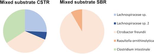 Microbial composition of the mixed-substrate CSTR and SBR enrichments as estimated by cloning and sequencing of full-length 16S rRNA gene sequences of the bacterial populations. Lachnospiraceae species are denoted in blue colours, Enterobacteriaceae species in red colours and Clostridiaceae species in green colours. The data acquired from the samples used are taken at 86 SRTs for CSTR and 53 SRTs for SBR.