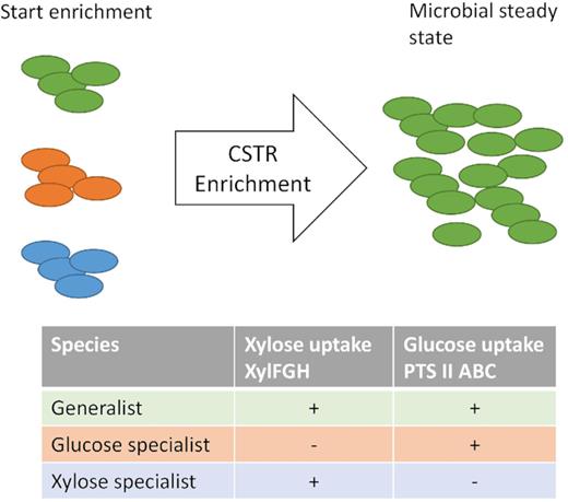 A theoretical outcome of a CSTR enrichment with three different types of microbial species present at the start of the enrichment, a generalist (green), a xylose specialist (blue) and a glucose specialist (orange).