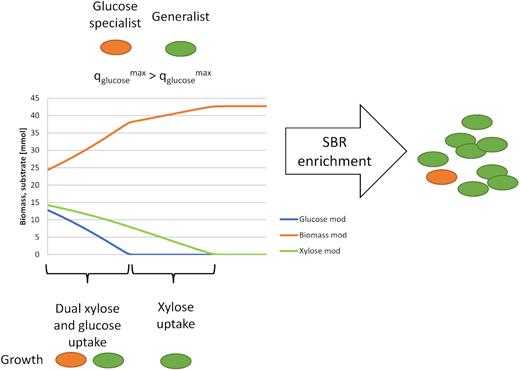 Competition between a high-rate glucose specialist (orange) and a dual xylose- and glucose-fermenting generalist (green). In the first phase, glucose is taken up by both species, while in the second phase xylose is only taken up the generalist.