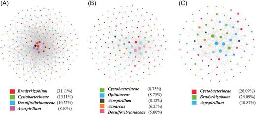 The network structure of the diazotrophic community in three different types of soil at the genus level. (A) Red soil. (B) Fluvo-aquic soil. (C) Black soil. The number below the network represents the proportion of OTUs (nodes) within a genus in the total OTUs, and the size of each node reflects the degree of connectivity. The genus with a percentage less than 5% is not shown.