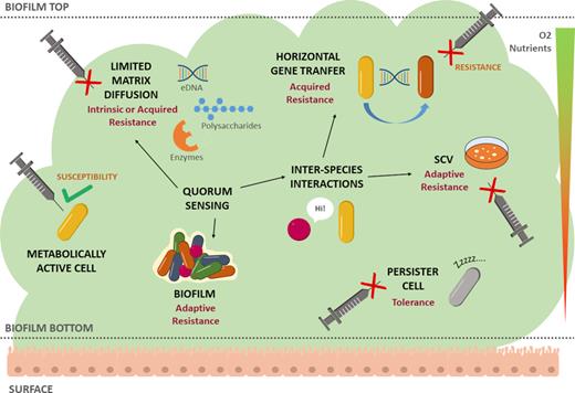Biofilm resistance and tolerance mechanisms. Main resistance and tolerance mechanisms (in black) are characterized as intrinsic, acquired or adaptive. Different geometric forms and colors denote different bacterial species. Nutrient and oxygen gradients are illustrated as a downward triangle going from high (green top) to low (red bottom) concentration. Inability of antimicrobials to act upon the cell is represented as a red cross sign. Dormant or persister cell is depicted in gray. Abbreviation: SCV, small colony variant.