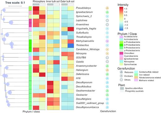 Heatmap showing the relative abundance of the bacterial OTUs of the top 25 genera across the root zones (rhizosphere and inner and outer bulk soil) of the S. alterniflora and P. australis rhizoboxes in the Min River Estuary, East China Sea. The colors correspond to the relative sequence abundance of the OTUs as indicated by the color legend.