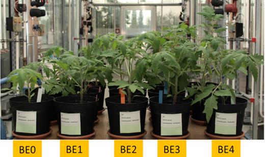 The effect of different inoculants on the growth of tomato plants grown under reduced P supply at the final harvest time (43 DAS). BE0: control, BE1: Trianum P (Trichoderma harzianum strain T-22), BE2: Proradix (Pseudomonas sp.), BE3: Bacillus amyloliquefaciens FZB42 (FB01 mut1) derived from Rhizovital and BE4: Pseudomonas sp. RU47.