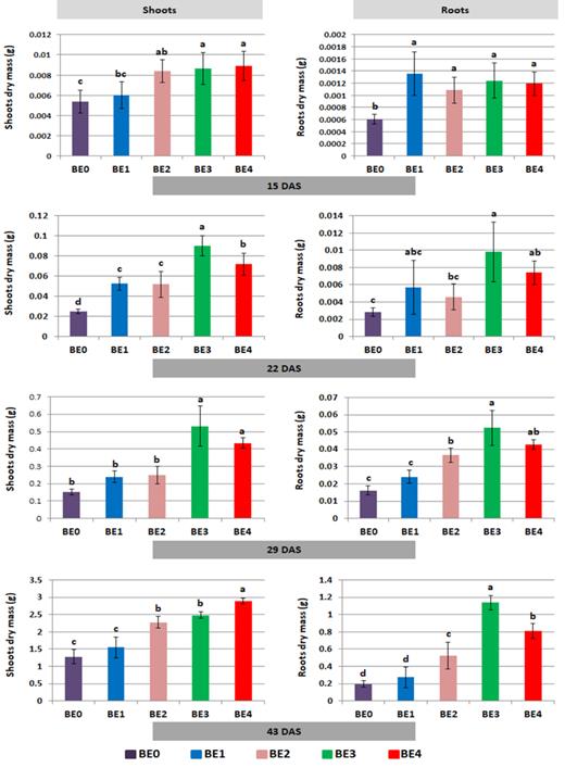 Effect of different inoculants on dry mass (DM) in g of tomato plants on 15, 22, 29 and 43 DAS. BE0: control, BE1: Trianum P (Trichoderma harzianum strain T-22), BE2: Proradix (Pseudomonas sp. DSMZ 13134), BE3: Bacillus amyloliquefaciens FZB42 (FB01 mut1) derived from Rhizovital, BE4: Pseudomonas sp. RU47 and DAS: days after sowing. Data in the same bar graph followed by the same letter(s) were not significantly different according to Tukey's HSD test (P ≤ 0.05). 15 DAS = 5 days after first drenching, 22 DAS = 5 days after second drenching, 29 DAS = 12 days after first drenching and 43 DAS = 26 days after first drenching.