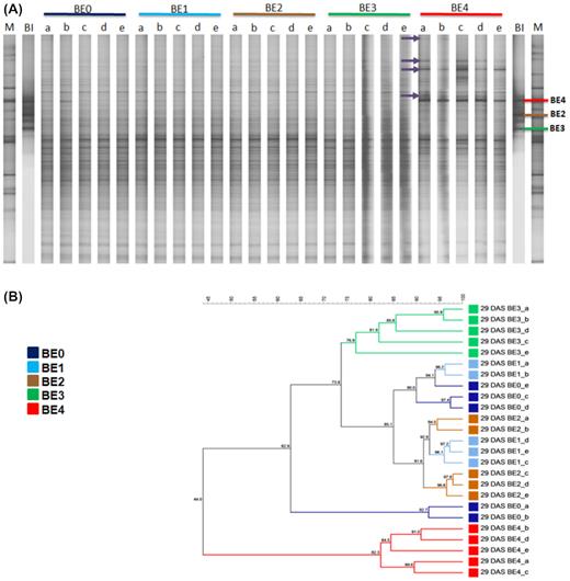 DGGE fingerprints (A) of bacterial 16S rRNA gene fragments from total community DNA obtained from the tomato rhizosphere 29 DAS. The corresponding UPGMA dendrogram (B) is based on Pearson’s similarity matrix. The five replicates of treatments BE0, BE1, BE2, BE3 and BE4 are indicated by a, b, c, d and e. BE0: control, BE1: Trianum P (Trichoderma harzianum strain T-22), BE2: Proradix (Pseudomonas sp.), BE3: Bacillus amyloliquefaciens FZB42 (FB01 mut1) derived from Rhizovital, BE4: Pseudomonas sp. RU47, DAS: days after sowing, BI: bacterial inoculants and M: marker (Heuer et al. 1997). Purple arrows indicating to bands were increased in the rhizosphere of inoculated tomato plants with BE4.