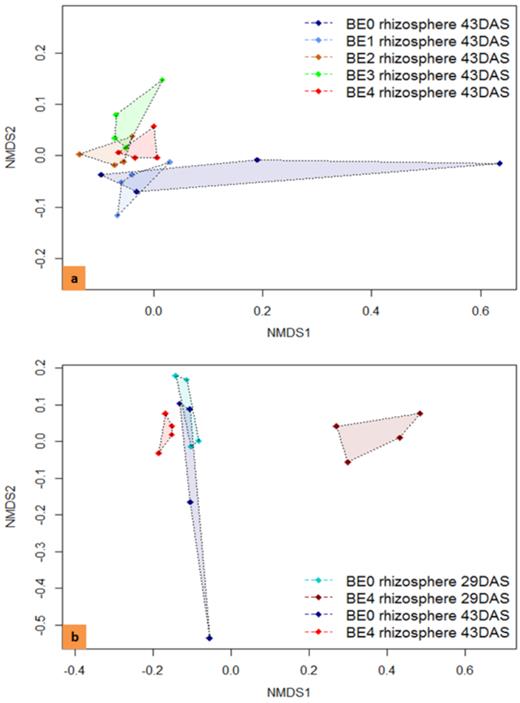 NMDS based on the Bray–Curtis similarity used to analyze the bacterial community composition according to pyrosequencing data. (A) The effect of different BEs on the bacterial community in the rhizosphere of tomato plants on 43 DAS (stress 0.068). (B) The effect of BE4 on 29 and 43 DAS (stress 0.063). BE0: control, BE1: Trianum P (Trichoderma harzianum strain T-22), BE2: Proradix (Pseudomonas sp.), BE3: Bacillus amyloliquefaciens FZB42 (FB01 mut1) derived from Rhizovital, BE4: Pseudomonas sp. RU47 and DAS: days after sowing.