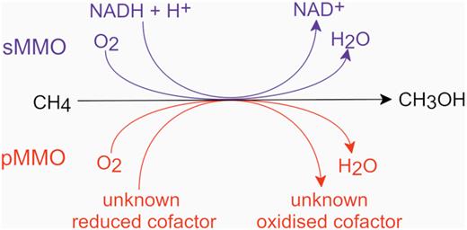 A simplified diagram of the methane oxidation step in aerobic methanotrophs. NADH, reduced nicotinamide adenine dinucleotide; NAD, oxidised nicotinamide adenine dinucleotide.