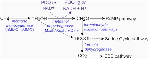 A simplified schematic of the major substrates and intermediates in the dissimilatory methanol oxidation pathways in aerobic methanotrophs. The XoxF enzyme from Methylacidiphilum fumariolicum oxidises methanol directly into formate (Keltjens et al. 2014). Formate can be converted into methylene tetrahydrofolate and assimilated via the serine pathway (Chistoserdova 2011). Most methanotrophs possess multiple formaldehyde oxidation systems and formate dehydrogenase enzymes (Chistoserdova 2011). NAD, oxidised nicotinamide adenine dinucleotide; NADH, reduced nicotinamide adenine dinucleotide; PQQ, pyrroloquinoline quinone; PQQH2, reduced pyrroloquinoline quinone; RuMP, ribulose monophosphate; CBB, Calvin–Benson–Bassham.