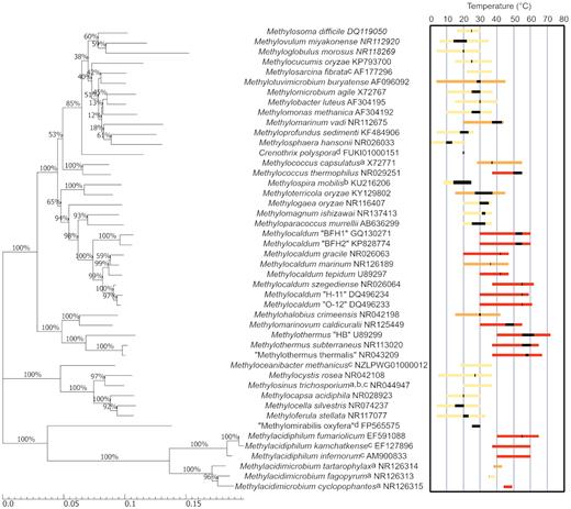 Molecular phylogenetic analysis of 16S rRNA gene sequences from aerobic methanotrophs. The reported growth temperature ranges and Topt values (black bar) for thermotolerant and thermophilic strains have been highlighted. Yellow bars indicate mesophilic strains (Tmax < 42°C), orange bars indicate thermotolerant strains (42°C < Tmax < 50°C) and red bars indicate thermophilic strains (Topt > 40°C). Dashed lines indicate where an upper or lower temperature limit is not known. a, no Tmin published; b, no Tmax published; c, no Topt published; d, only growth temperature published. The evolutionary history was inferred using the neighbour-joining method (Saitou and Nei 1987) and the evolutionary distances were computed using the maximum composite likelihood method (Tamura, Nei and Kumar 2004). The percentage of replicate trees in which the associated taxa clustered together in the bootstrap test (1000 replicates) is shown next to the branches. The scale bar represents nucleotide substitutions per site. Evolutionary analyses were conducted in MEGA7 (Kumar, Stecher and Tamura 2016).