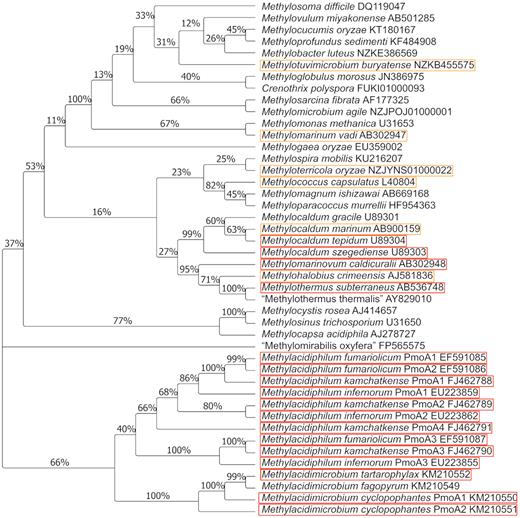 Phylogenetic relationships between described methanotrophs based on deduced PmoA sequences. Thermotolerant strains are highlighted in orange, and thermophilic isolates in red. The evolutionary history was inferred using the neighbour-joining method (Saitou and Nei 1987). The percentage of replicate trees in which the associated taxa clustered together in the bootstrap test (1000 replicates) is shown next to the branches. The evolutionary distances were calculated using the Poisson correction method (Zuckerkandl and Pauling 1965). Evolutionary analyses were conducted in MEGA7 (Kumar, Stecher and Tamura 2016).