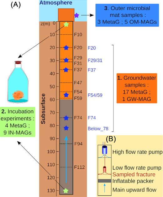 Groundwater and microbial mat samples collected in the PZ26 borehole. (A) Fe-rich anoxic groundwater mostly coming from the fractures deeper than 90 m continuously outflows from the borehole. Rust-colored microbial mat was present on the inner wall of the borehole between 0 m and 60 m depth and on the outer wall of the tubing (see Fig. S1, Supporting Information). Samples for metagenomic analyses were as follows: (1) Groundwater samples collected with the packer system a vertically discrete approach in 5 fractures. A sixth sample representing the main deep groundwater flow was collected below 80 m depth. (2) Groundwater samples for incubation experiments. A Fe-rich microbial mat developed in the bottles. (3) Outer microbial mat samples. The number of sequenced metagenomes (MetaG) and recovered MAGs of Gallionellaceae are indicated for each type of samples. (B) Scheme of the discrete sampling system used to collect groundwater in fractures. Symbol significations: the main upward flow of groundwater is figured with light blue arrows in A and B. Fractures are depicted as dashed lines. Depth is indicated on the left of the borehole. Fracture names are written on the right. Blue stars indicated depth at which groundwater samples were collected with the packer system. Sample names appear in blue. Green stars correspond to sampling depth for the incubation experiments and the purple star represents the outer microbial mat samples.