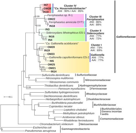 Phylogenomic analysis of the IN-, GW- and OM-MAGs inferred by maximum likelihood. The tree is based on 68 protein families (14 618 positions). Support values on the nodes were calculated with approximate Likelihood-Ratio tests (SH-like). Clusters described in the main text are highlighted with colored boxes. The mean ANI and AAI values for each clusters are indicated. Putative genera and species are shown with dark blue and light blue bars respectively. The name Candidatus Houarnoksidobacter is proposed for the cluster IV (see discussion). ANI and AAI values are provided in Tables S5 and S6 (Supporting Information).