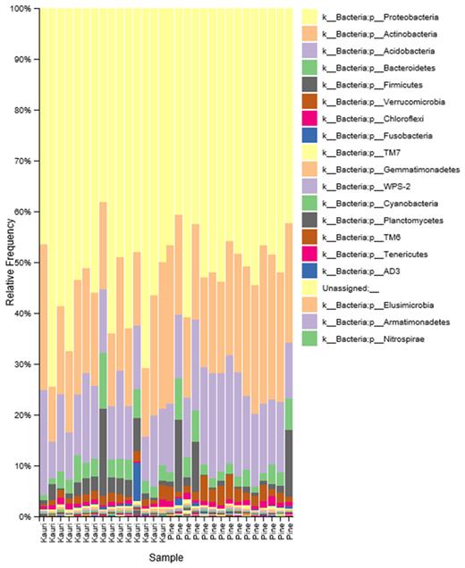 Relative frequency (%) of bacterial phyla across kauri and pine soil samples.