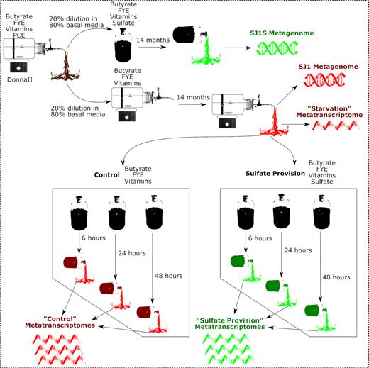 Overview schematic of sampling scheme. Red: control culture and microcosms receiving only butyrate, FYE and vitamin mix. Green: sulfate provision culture and microcosms receiving butyrate, FYE, vitamin mix and sulfate.