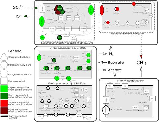 Metabolic reconstruction of MAGs of interest under sulfate provision and control conditions during high activity. Slightly up- or downregulated transcripts correspond to 2- to 10-fold differences in transcript abundance. Highly up- or downregulated transcripts correspond to >10-fold differences in transcript abundance. Coding sequence (CDS) numbers and gene names associated with abbreviations can be found in Table S3 (Supporting Information). Shapes, colors and line width represent time points, conditions and strength of up- or downregulation, respectively, as described in the legend.