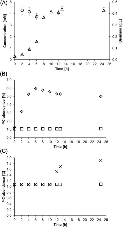 (A) Glucose consumption and biomass production by B. subtilis W23 growing in M9 medium containing 1 g/L glucose. The circles represent the glucose concentration and the triangles the biomass production over time. (B) Incorporation of 13C-carbon into microbial biomass by B. subtilis W23 growing in M9 medium containing 1 g/L glucose and 1 g/L NaH13CO3−. The diamonds represent the 13C incorporation into the biomass as determined by EA-IRMS measurements. The depicted values are mean values of three biological replicates. The squares represent the control experiment conducted with unlabelled bicarbonate that shows the natural abundance of 13C-carbon of 1.1% in the environment. (C) Incorporation of 13C-carbon into microbial biomass by B. subtilis W23 growing in M9 glucose medium containing 1 g/L NaH13CO3− during the stationary phase. The culture was supplied with the tracer 10 h after inoculation. The 13C-abundance of the biomass (depicted as crosses) increased up to 2%. In a control experiment, no H13CO3− was added. The 13C-abundance of the biomass (depicted as squares) again mirrored the natural abundance of 13C-carbon in the environment.