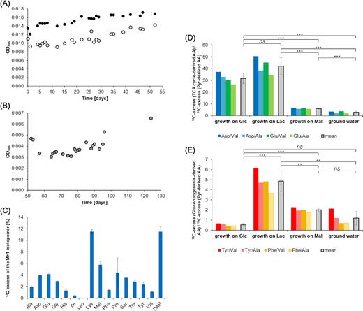 Labelling experiment with a natural groundwater community and H13CO3− as a tracer. (A) Growth curves of the bacterial groundwater communities growing on different concentrations of organic fertiliser. The microorganisms that were supplemented with 30 mL of organic fertiliser are depicted as open circles. The microorganisms that were supplemented with 50 mL of organic fertiliser are depicted as full circles. (B) Growth curve of the combined bacterial groundwater community growing on organic fertiliser and soil extract. (C) 13C-excess of the M+1 isotopomers of specific amino acids produced by H13CO3−-labelling experiments. (D) Marker ratios of 13C-excess between selected amino acids: 13C-excess (TCA cycle-derived amino acids)/13C-excess (pyruvate-derived amino acids). The coloured bars depict the ratios of the chosen amino acids in the labelling experiments. The grey bars show the mean values of 13C-ratios for these fractions. P-values as calculated by Student's t-test (unpaired): P(Glc/Lac) = 0.05031, P(Glc/Mal) = 0.00003, P(Glc/groundwater) = 0.00002, P(Lac/Mal) = 0.00006, P(Lac/groundwater) = 0.00004, P(Mal/groundwater) = 0.00082. (E) Marker ratios of 13C-excess between selected amino acids: 13C-excess (gluconeogenesis-derived amino acids)/13C-excess (pyruvate-derived amino acids). The coloured bars depict the ratios of the chosen amino acids in the labelling experiments and the grey bars show again the mean values of 13C-ratios. P-values as calculated by Student's t-test (unpaired): P(Glc/Lac) = 0.00017, P(Glc/(Mal) = 0.00002, P(Glc/groundwater) = 0.10712, P(Lac/Mal) = 0.00166, P(Lac/groundwater) = 0.00103,P(Mal/groundwater) = 0.06284.
