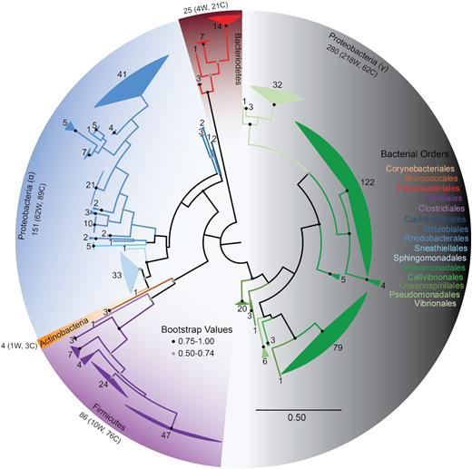Phylogenetic relationship of marine surface-associated bacteria. Maximum likelihood phylogenetic tree of bacterial SSU rRNA gene sequences from all twenty-five environmental samples constructed in MEGA7 and modified through FigTree v1.4.3. The phylogenetic tree includes 546 bacterial nucleotide sequences used to infer evolutionary history of the microorganisms isolated in this study. Fungal isolates are not included. The analysis involved 402 nucleotide positions. Branches are collapsed by Genera and colored by Order. The number of sequences at each node is noted. Orders within the same class are colored in a similar hue.