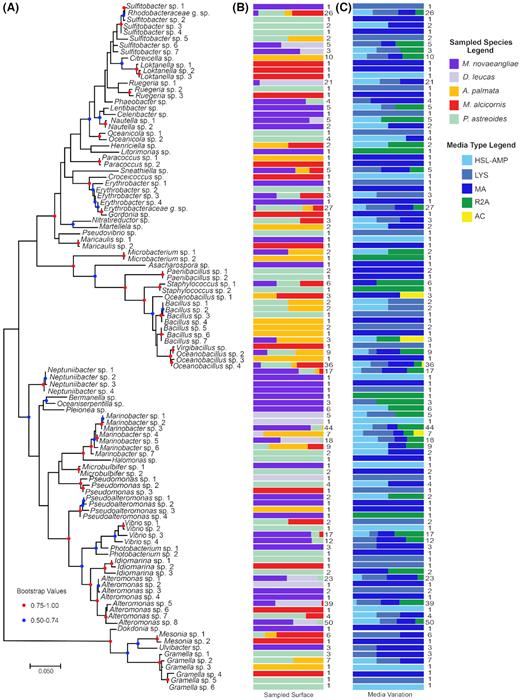 Collapsed bacterial phylogenetic tree comparing sample type and selection media. Maximum likelihood phylogenetic tree with condensed external nodes, representing the 587 bacterial SSU rRNA sequences in the dataset. The analysis involved 109 sequences and 417 informative nucleotide positions. (A) Each node is designated by a bacterial genus or family that represents the taxonomic composition of the node. (B) Colored bars indicate the % contribution of each sampled surface type attributed to the isolates represented by the external node to the left. The number to the right of each bar indicates the number of bacterial isolates represented by each node in part A. (C) Colored bars indicate the % contribution of each bacterial selection media attributed to the isolates represented in part A. The number to the right of each bar is the number of bacterial isolates represented by each node.