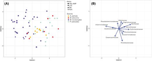 Non-metric multidimensional scaling (NMDS) visualization of cultured microbial community composition across sampled species. A. Ordination of the 79 species/media combination objects in multivariate space of sampled species yielding high OTU richness. Each object color indicates the sampled species, and the object shape indicates the associated culture condition. B. Bacterial family variable loadings on NMDS axes 1 and 2. The length of the vectors indicates the strength of the associated variable for describing the NMDS axes. The direction of the vectors indicates the direction of the associated variable gradients in ordination space. Only variable loadings (microbial families) contributing significantly (P < 0.01) to the ordination are included.