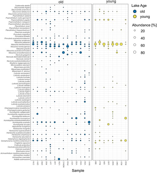 Relative abundance and distribution of diatom morphospecies (y-axis) in samples (x-axis) grouped according to lake age. “Old” lakes are colored in blue, and “young” lakes are colored yellow. Symbol size is proportionate to the relative abundance of a given taxon in the respective sample.