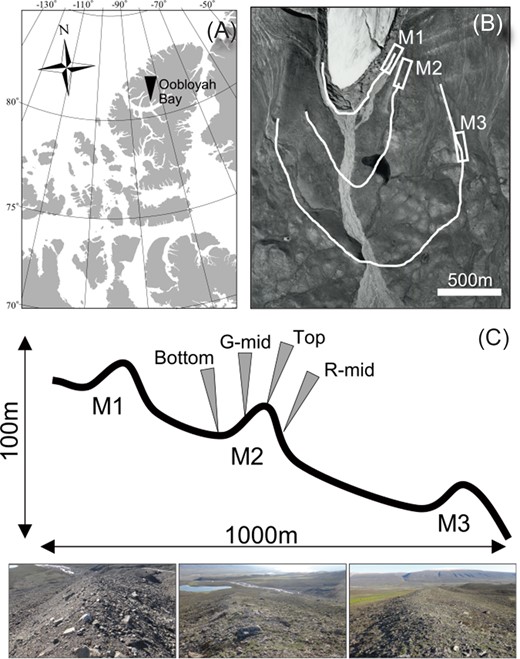 Map of study location. Location of study site in Ellesmere Island (A), map of the three moraines assessed in this study (B), and sampling designs and each moraine’s view (C).