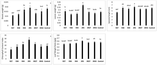 PGP effect of the selected isolates evaluated under sterile conditions. Different letters indicate significant differences (P < .05) between the means of the groups, determined using the Tukey HSD test as a post-hoc analysis; * denotes variables with a non-normal distribution (tested for equal medians using Mann–Whitney test). No significant differences were observed for the following canola growth promotion parameters: root weight, epicotyl weight, petiole weight, root length, shoot length, and specific leaf area.