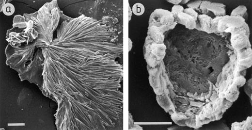 Scanning electron micrographs of crystals purified from the agar under colonies of A. niger growing on MEA amended with (a) 60 mM rhodochrosite, (b) 60 mM cuprite. Scale bars=100 μm and 10 μm respectively.