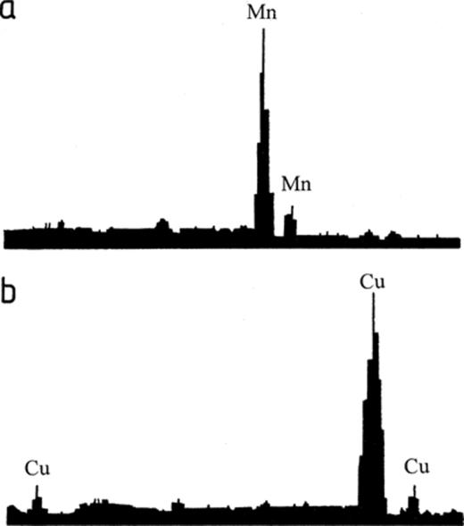 Typical spectra obtained by energy dispersive X-ray microanalysis of crystals produced by A. niger growing on MEA amended with (a) 60 mM rhodochrosite and (b) 60 mM cuprite.