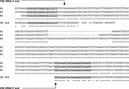 Alignment of three ribosomal RNA gene allele sequences (D1 {EMBL, accession number AJ132322}, F1, K1) belonging to C. difficile serogroups D (ATCC 43597), F (ATCC 43598) and K (ATCC 43602). CB 16S and CB 23S: corresponding sequences of C. botulinum at the 3′ end of the 16S rRNA gene (EMBL M97696) and the 5′ end of the 23S rRNA gene (EMBL X65602) respectively. In bold and underlined: localization of the new PCR-ribotyping primers. *: consensus nucleotides.