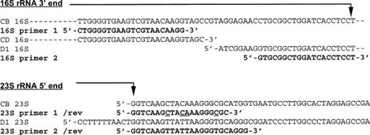 Localization of PCR-ribotyping primers. CB: C. botulinum rRNA gene sequences (16S: cbitsb (M97696), 23S: cb23rrng (X65602) of EMBL). CD: C. difficile 16S rRNA gene sequence (cd16srna (X73450) of EMBL). D1: 16S and 23S rRNA genes of C. difficile strain ATCC 43597 of serogroup D (EMBL, accession number AJ132322). /rev: reverse complementary sequence. 16S/23S primer 1: O'Neill's PCR-ribotyping primers (underlined on the 23S primer: the four mismatches observed with C. difficile sequences). 16S/23S primer 2: New PCR-ribotyping primers.