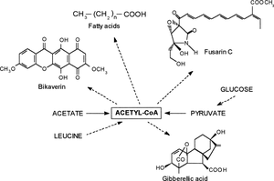 Biosynthesis of gibberellins, fatty acids, fusarin C and bikaverin from acetyl-CoA.