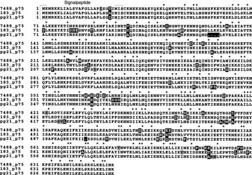Multiple alignment of the P75 protein sequences from isolates 7488, 183 and PG21T showing the scattered polymorphic sites. The alignment was performed with the program PILEUP. Conserved isoleucines and leucines are indicated with asterisks. Gray boxes indicate amino acids with similar properties; black boxes indicate amino acids with different properties.