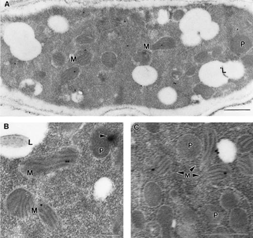 Localisation in the mitochondrial inner membrane of the ACUH. A. nidulans T1 over-expressing strain grown in 0.1 M threonine+6 mM oleate minimal medium (inducing conditions) was processed for immunoelectron microscopy. A: Longitudinal section of a representative hyphae. Note that cristae of three mitochondria are labelled. The cytosolic labelling is probably non-specific. B: Detailed section demonstrating the localisation of ACUH in the mitochondrial inner membrane. Note the formation of a Woronin body (arrowhead) from the peroxisome. C: Detailed section showing the presence of numerous peroxisomes in T1 induced cells. The immunostaining is restricted to the mitochondrial inner membrane and not to the peroxisomes. Bars: 0.5 μm. M, mitochondrion; P, peroxisome; L lipid body.