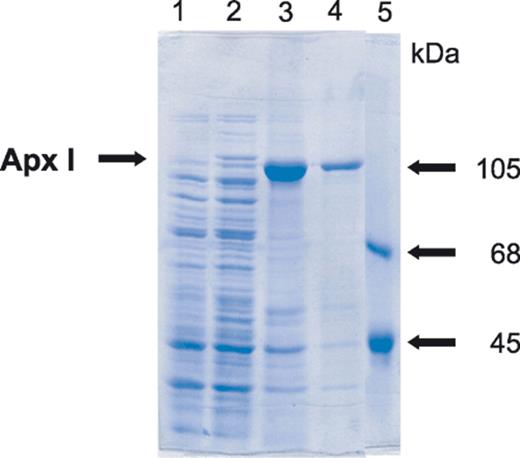 SDS–PAGE analysis of recombinant Apx I produced by E. coli. Lane 1: 20-μl aliquot of culture lysate before induction and 3 h after IPTG induction (lane2); lane 3: 20-μl aliquot of inclusion bodies from 3 h cultured cells OD=100 and OD=20 (lane 4); lane 5: molecular mass marker.