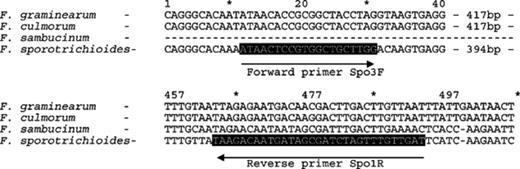 A diagram showing the position of both forward (spo3F) and reverse (spo1R) primers targeted to tri5 of F. sporotrichioides.