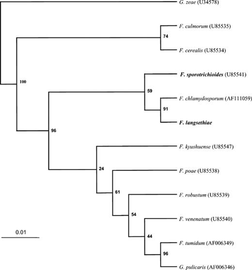 A phylogram displaying the relationships between ITS sequences from different species of the genus Fusarium and Gibberella. Sequences were obtained from the Genbank sequence database, Accession Numbers shown in parentheses. Sequences in bold (F. sporotrichioides and F. langsethiae), were determined by the consensus of a number of sequence reactions performed in the laboratory on different isolates. This tree was rooted in the outgroup, Gibberella zeae.