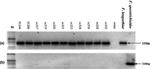 Amplification of products using PCR primers specific to F. langsethiae (flangF3/lanspoR1) (a) and F. sporotrichioides (fspo/lanspoR1) (b) from eleven unknown isolates resembling F. sporotrichioides[28]. All isolates were taken from the ears of winter wheat during the 2001 UK survey conducted by CSL.