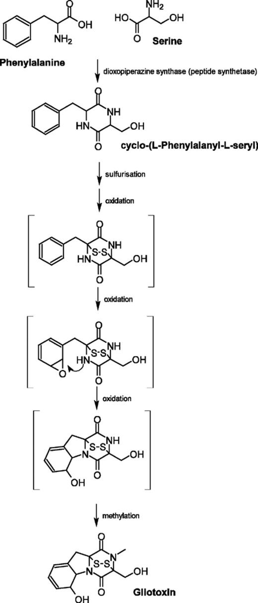 Proposed pathway for gliotoxin biosynthesis. The only known intermediate is cyclo l-phenylalanyl-l-serine. All other compounds are predicted (bracketed) and the order of reactions may not be correct.