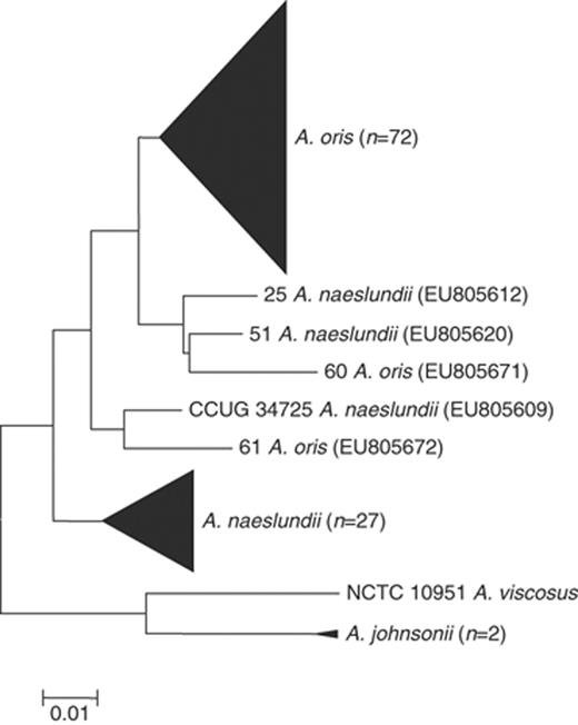Neighbour-joining tree showing relationships between type and reference strains of Actinomyces naeslundii, Actinomyces oris, Actinomyces johnsonii and Actinomyces viscosus and oral and clinical isolates determined by partial nanH gene sequence analysis. Actinomyces naeslundii strains 25, 51 and CCUG 34725 and A. oris strains 60 and 61 (each shown with the nanH sequence accession number) did not cluster with the majority of strains of the same species and were identified as strains with significant evidence of interspecies recombination. Scale bar=0.01 substitutions per site.