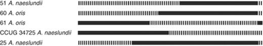 Recombination events found in nanH of Actinomyces oris strains 60 (EU805671) and 61 (EU805672) and Actinomyces naeslundii strains 51 (EU805620), 25 (EU805612) and CUG 34725 (EU805609). Solid line indicates portion of sequence derived from nanH of A. naeslundii and broken line indicates portion of sequence derived from nanH of A. oris. Insertion in strain 25 between 365 and 1038, in strain 51 between 629 and 1038, in strain 60 between 1 and 477, in strain 61 between 432 and 1038 and between 1 and 655 in CUG 34725. Breakpoints determined using RDP suite of programs with significant evidence (P<0.001) for recombination obtained with ≥5 recombination tests in all cases.
