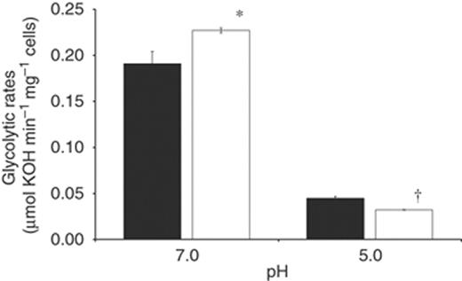 Glycolytic rates of Streptococcus mutans UA159 and PDHAKO. Glycolytic rates for UA159 (▪) and PDHAKO (□) were monitored by measuring the addition rate of 10 mM KOH to cell suspensions following the addition of 200 mM glucose at pH 7.0 and pH 5.0. Results are expressed as the mean±SE of three independent experiments. *Statistical significance relative to UA159 pH 7.0 (P<0.05); †statistical significance relative to UA159 pH 5.0 (P<0.05).